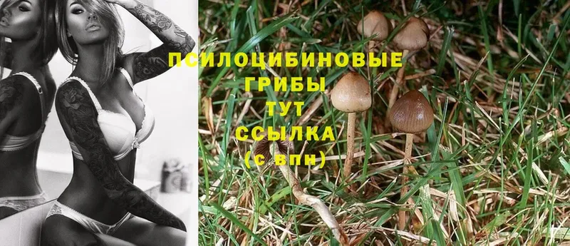 Псилоцибиновые грибы Psilocybe  Надым 